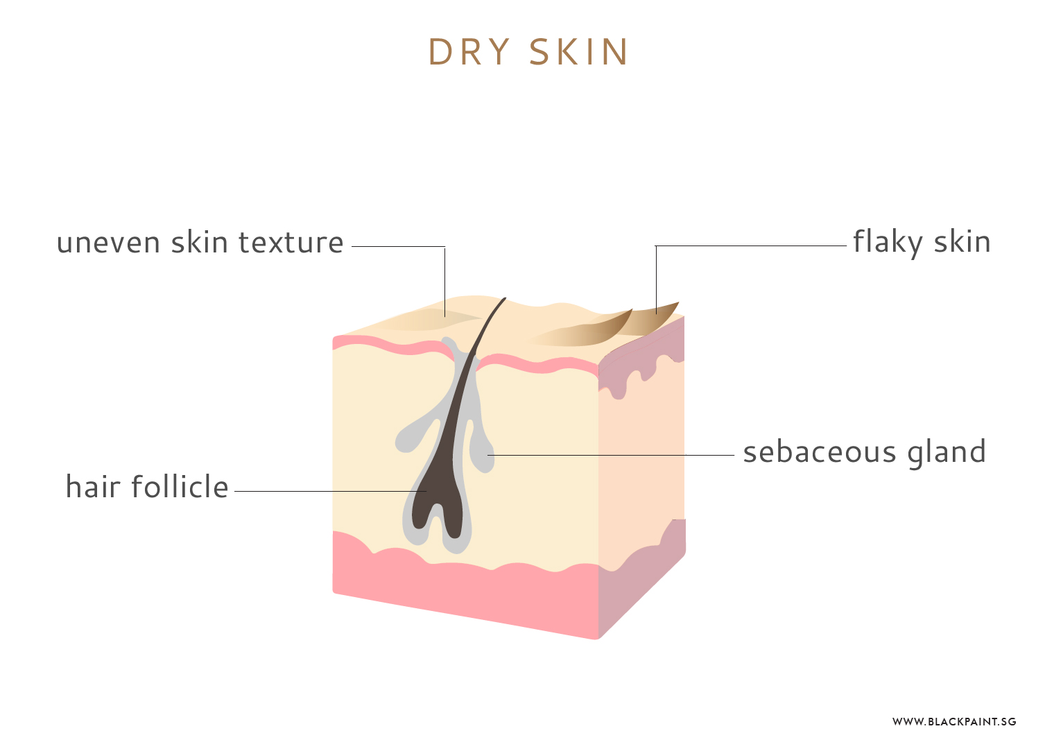 Dry skin cross section