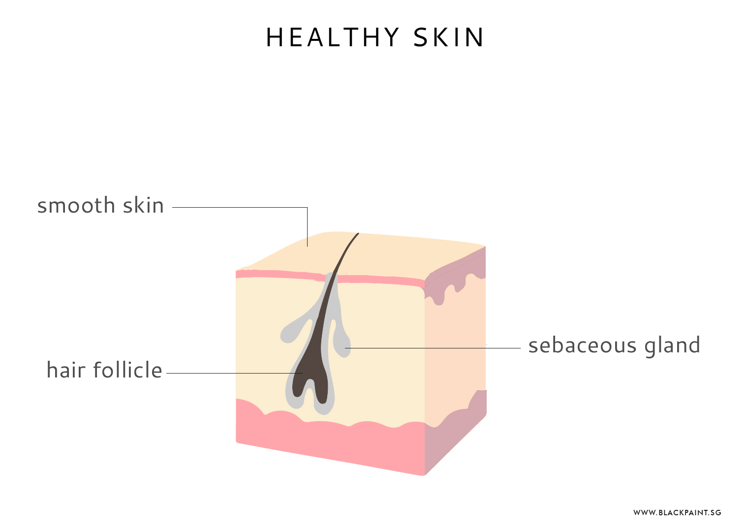 healthy skin cross section 