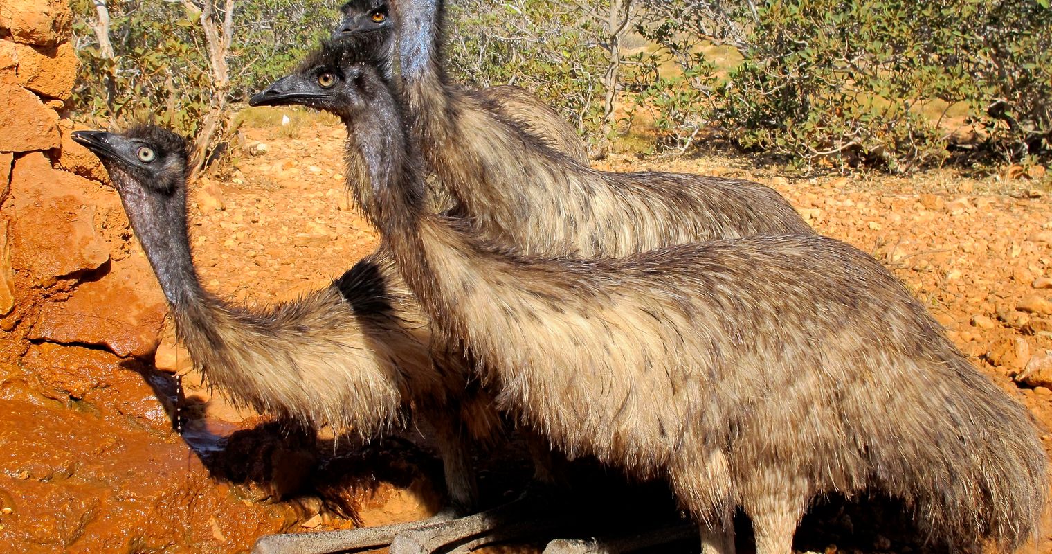 a group of emu