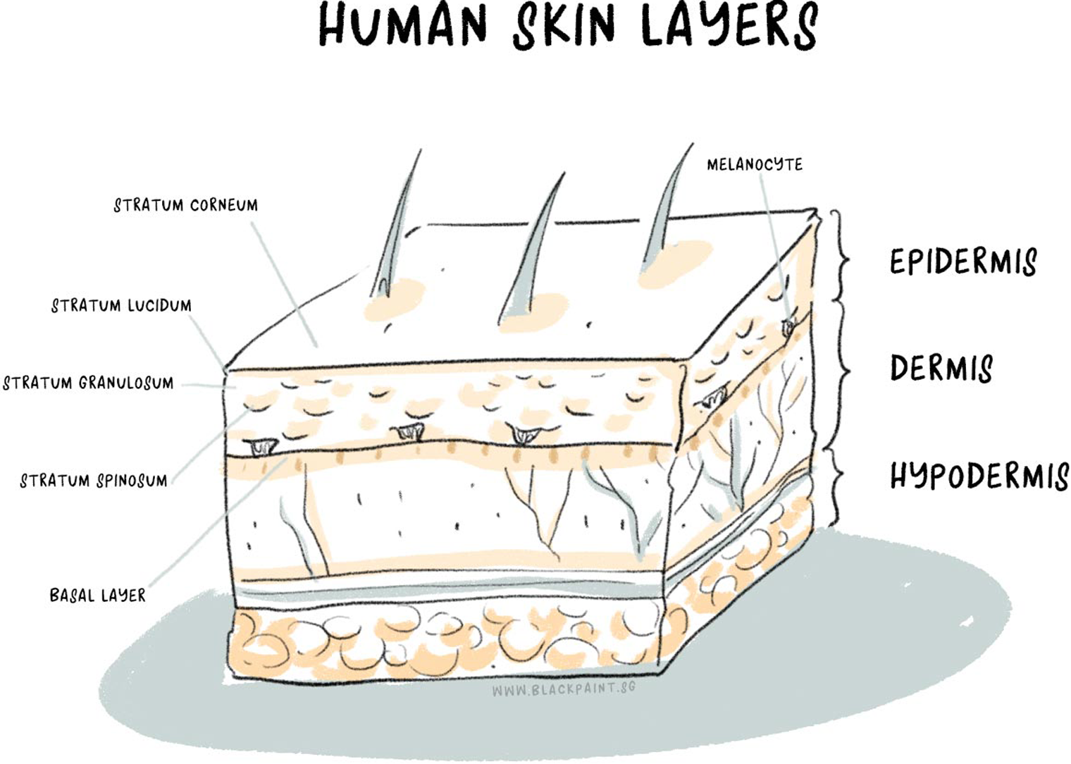 illustraion of our human skin is made up of many layers
