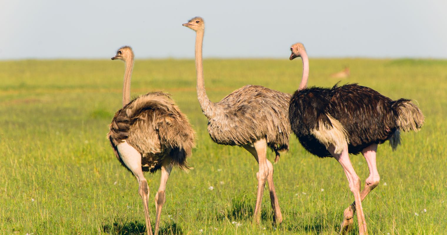 a group of ostrich