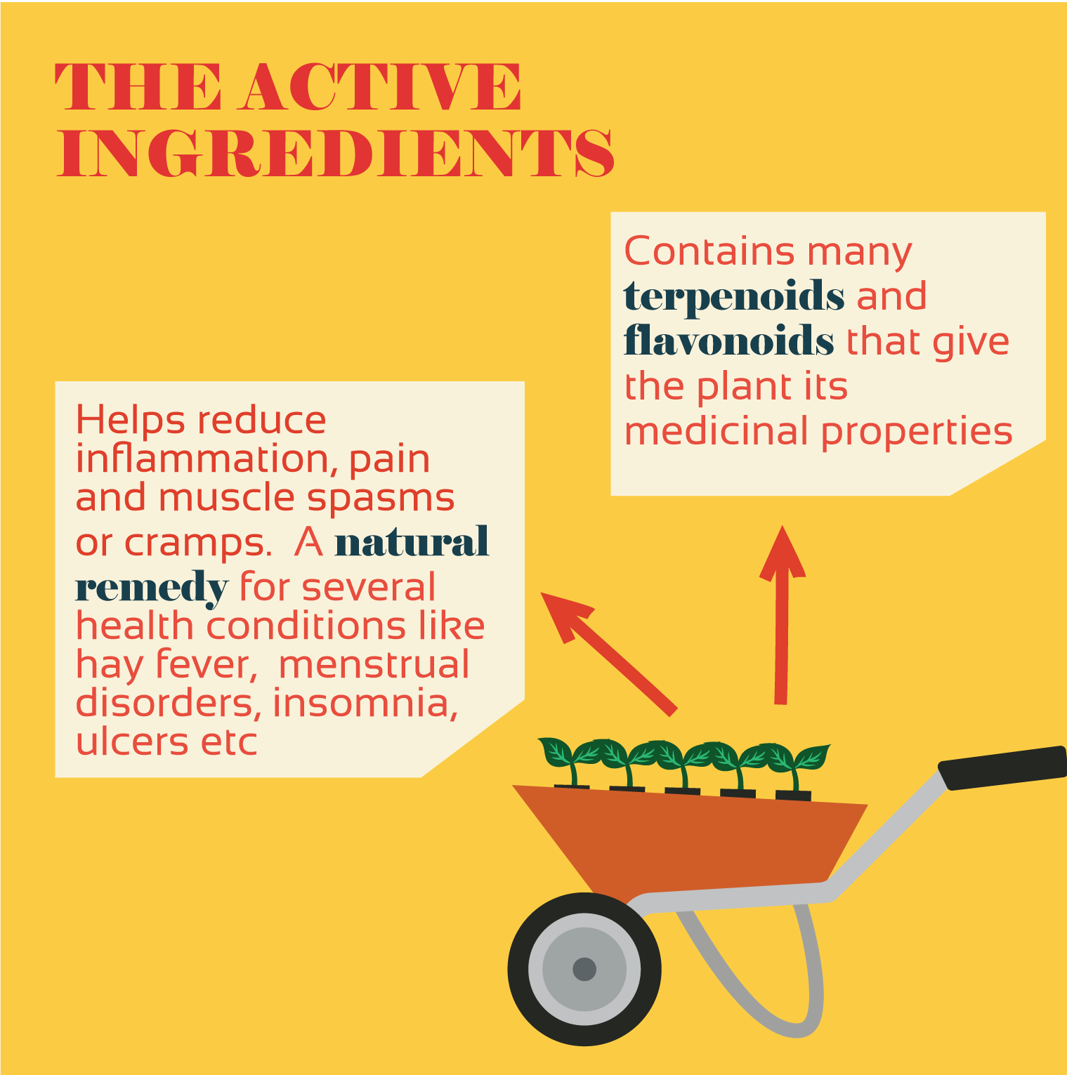 illustration of chamomile active ingredients