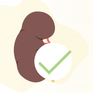 illustration of healthy kidney
